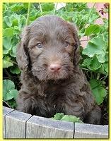 Tara Rascal puppies 5 weeks geraniums 022