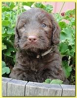 Tara Rascal puppies 5 weeks geraniums 023