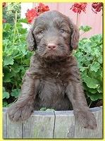 Tara Rascal puppies 5 weeks geraniums 024