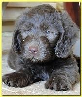 Tara Rascal puppies 6.5 weeks old early pm 014