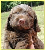 Tara Rascal puppies faces 5.8 weeks old 037