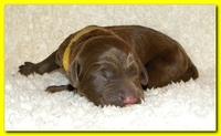 Tara Rascal pups one day old 025