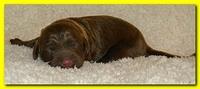 Tara Rascal pups one day old 028