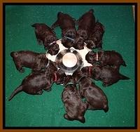 TH pups 3 wks old 3300