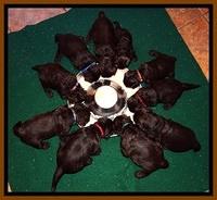 TH pups 3 wks old 4300