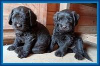 TH pups 5.5 wks old 112