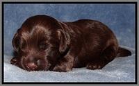 TH pups 1 wk old 212