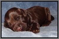 TH pups 1 wk old 232