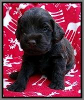 TH pups 3 wks old 281