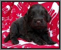 TH pups 3 wks old 291