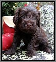 TH pups 4 wks old 311