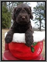 TH pups 5 weeks old 1011