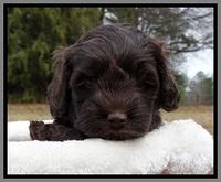 TH pups 5 weeks old 981