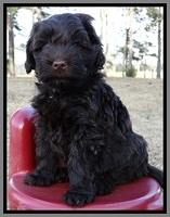 TH pups 6 wks old 211