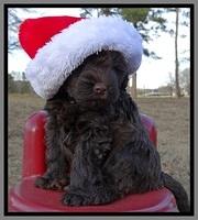 TH pups 6 wks old 221