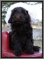 TH pups 6 wks old 231