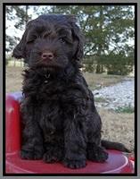 TH pups 6 wks old 261