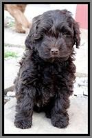 TH pups 7 weeks old 162