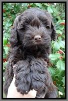 TH pups 7 weeks old 351