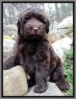 TH pups 8 wks old 81