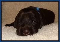 TH pups 2 wks old 61