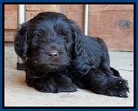 TH pups 5.5 wks old 132