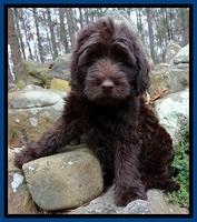 TH pups 8 wks old 12