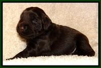 TH pups 2 wks old 191