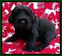 TH pups 3 wks old 221