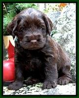 TH pups 4 wks old 231