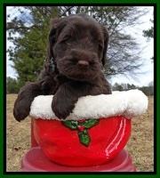TH pups 5 weeks old 771