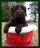 TH pups 5 weeks old 781