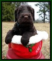 TH pups 5 weeks old 791