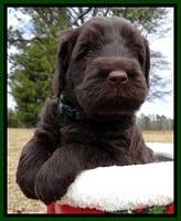 TH pups 5 weeks old 821