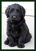 TH pups 5.5 wks old 71