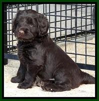 TH pups 5.5 wks old 72