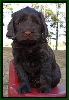 TH pups 6 wks old 291