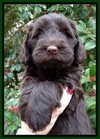 TH pups 7 weeks old 101