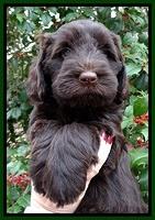 TH pups 7 weeks old 141