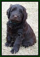 TH pups 7 weeks old 151