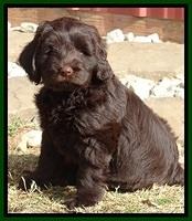 TH pups 8 wks old 23