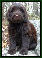 TH pups 8 wks old 56