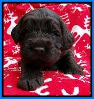 TH pups 3 wks old 361