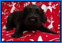 TH pups 3 wks old 371
