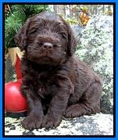 TH pups 4 wks old 401