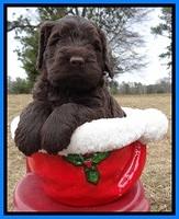 TH pups 5 weeks old 351