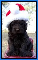 TH pups 6 wks old 141
