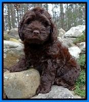 TH pups 8 wks old 106