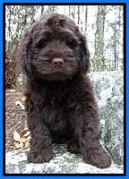 TH pups 8 wks old 116