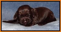 TH pups 1 wk old 182